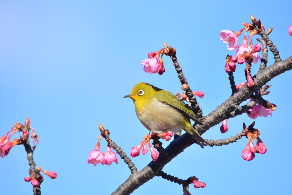 河津桜にメジロ