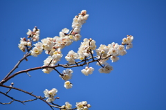 羽根木公園・白梅