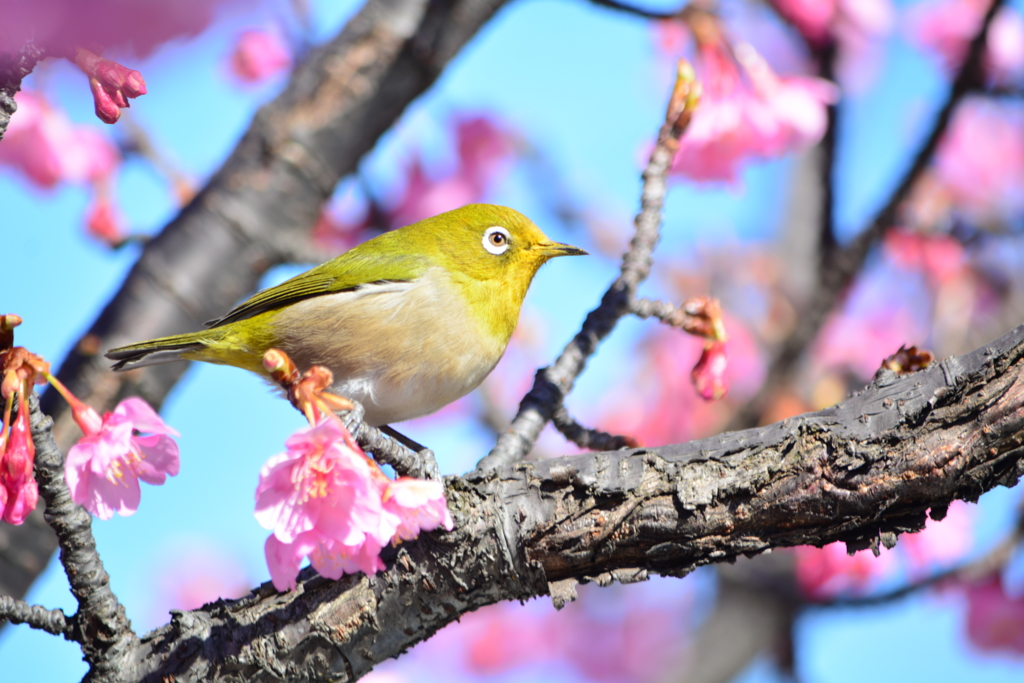 下町・メジロ