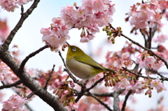 2月・寒桜・メジロ