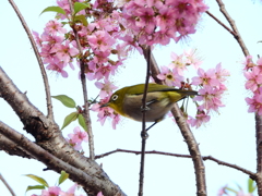 大島桜にメジロ