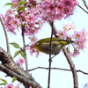 大島桜にメジロ