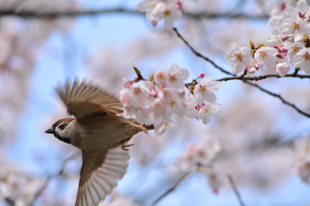 遊びに行った