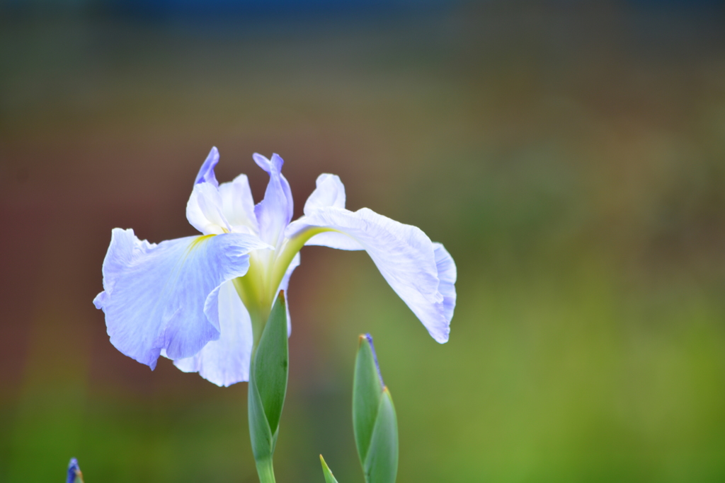 花菖蒲