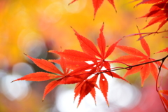 紅葉