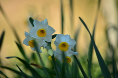 1月・下旬・葛西臨海公園・スイセン