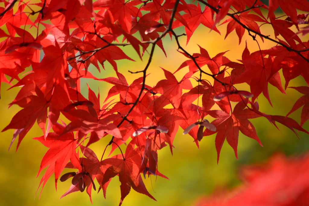 2016年・日本庭園・紅葉