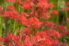 曼珠沙華・赤