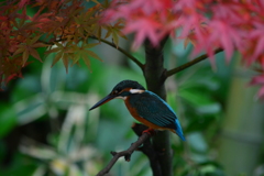 紅葉・カワセミ