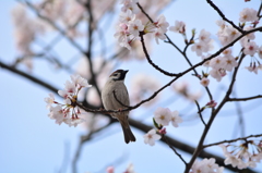 下町・ソメイヨシノ・トリ