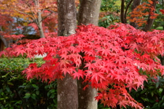 昭和記念公園の紅葉