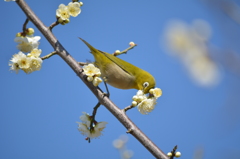 羽根木公園・メジロ