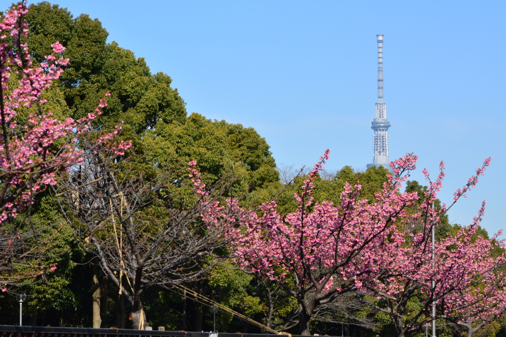 河津桜・東京スカイツリー