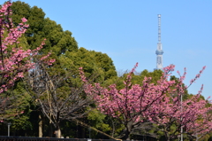 河津桜・東京スカイツリー