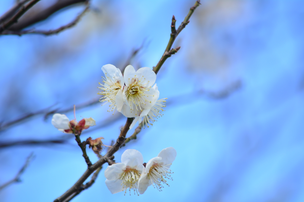 今年1月30日（日）白梅