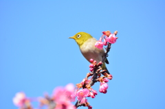 都立木場公園・メジロ