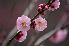 昭和記念公園･紅梅