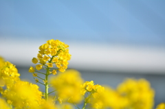 荒川河川敷・ナノハナ