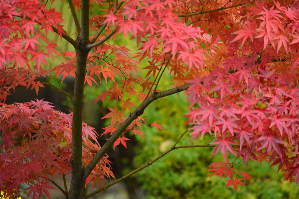 水車小屋の横の紅葉