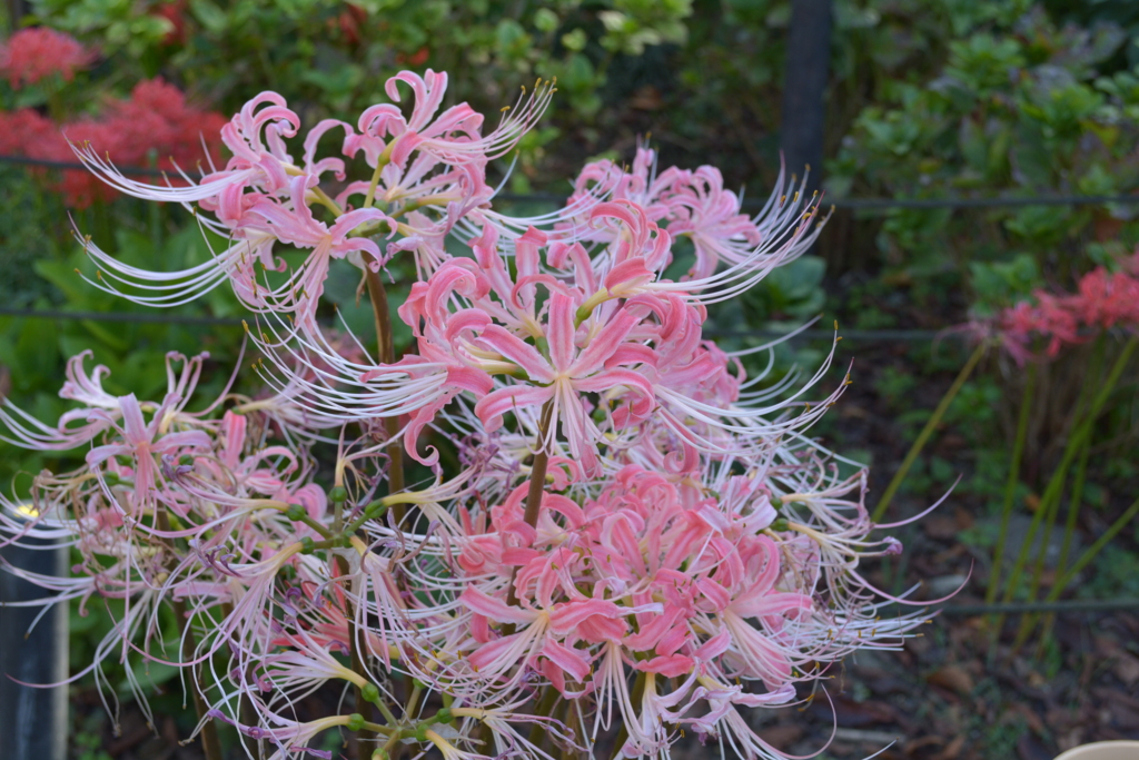 曼珠沙華・ピンク
