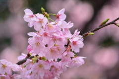 陽光