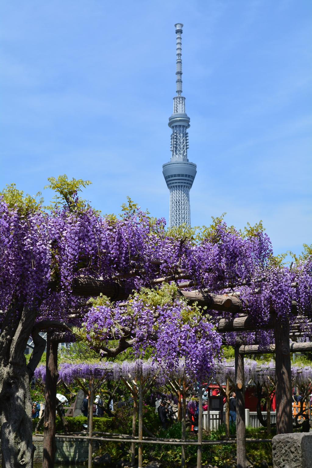 スカイツリーとふじ