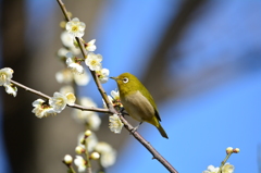 羽根木公園・メジロ