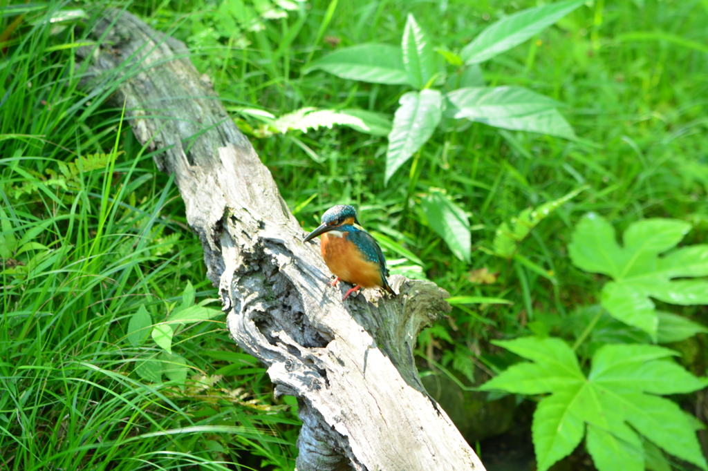 初めてのカワセミ