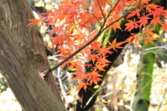 2014年の11月の紅葉・2