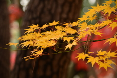 2014年の11月の紅葉