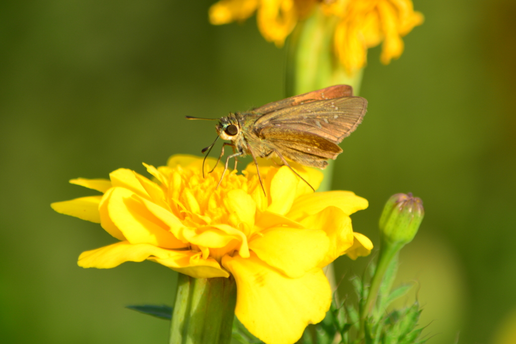 花・セセリチョウ？