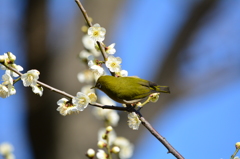 羽根木公園・メジロ