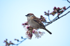 染井吉野・トリ