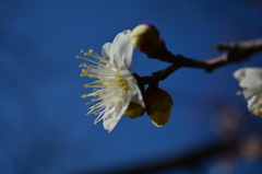 羽根木公園・白梅