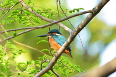 猿江恩賜公園・カワセミ2