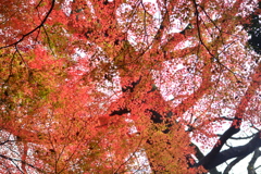 大木の映り込む紅葉