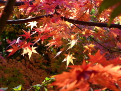 大手企業の日本庭園の紅葉