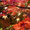 大手企業の日本庭園の紅葉