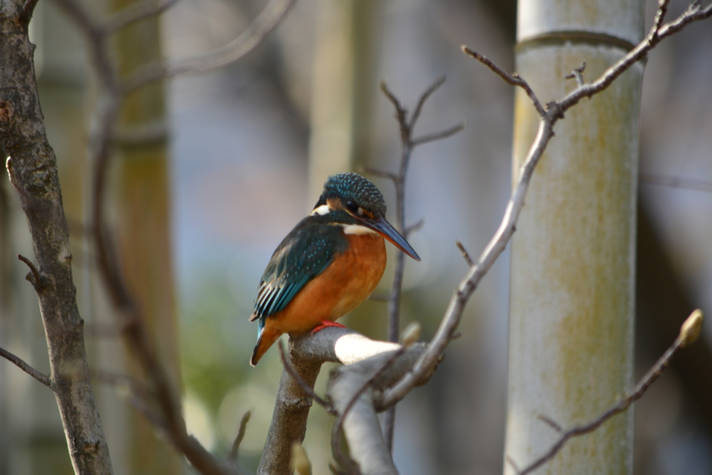 今年初撮りのカワセミ