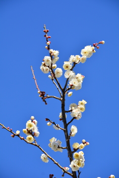 1月・下旬・白梅
