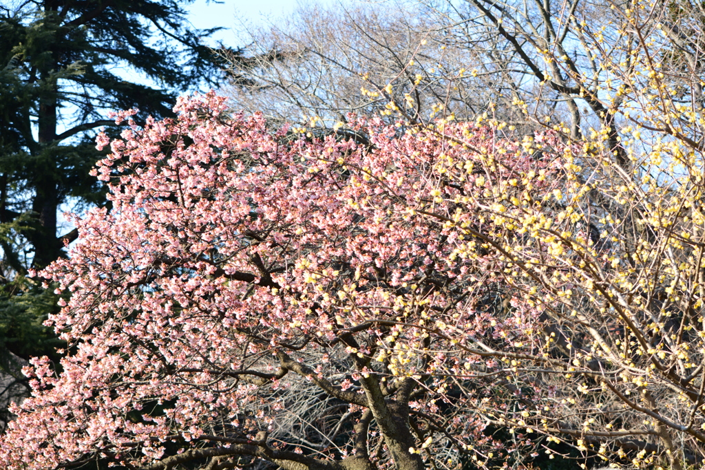 満開の寒桜とロウバイ
