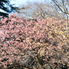 満開の寒桜とロウバイ