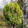 都市緑化植物園のお飾り