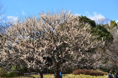 大輪・白梅