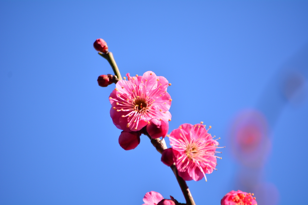 紅梅・木場