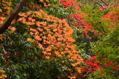 高幡不動尊・山の紅葉