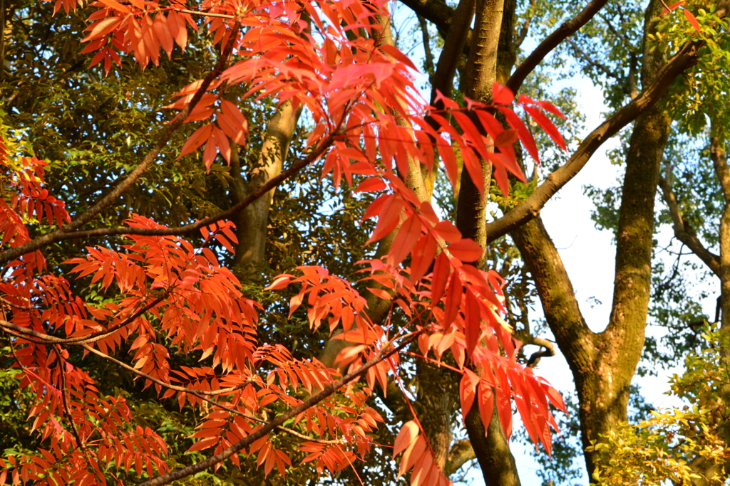 小石川後楽園・紅葉