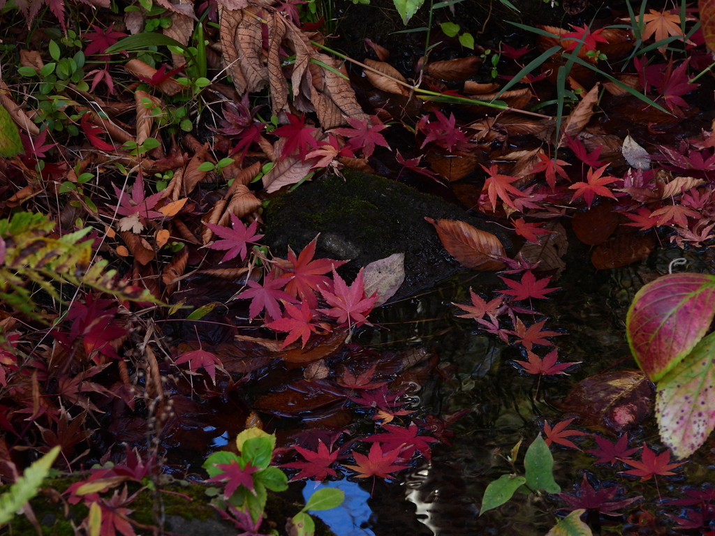 日本庭園の池に紅葉の落葉