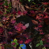 日本庭園の池に紅葉の落葉