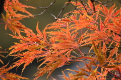 新宿御苑・紅葉